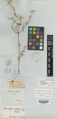 Kew Gardens K000583048:  s.coll. [1135] Argentina