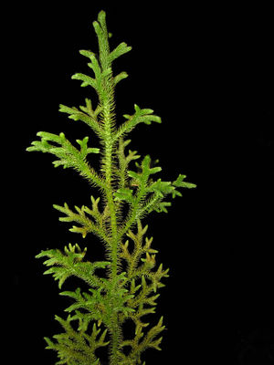 Lycopodiella cernua (L.) Pic.Serm. | Plants of the World Online | Kew ...