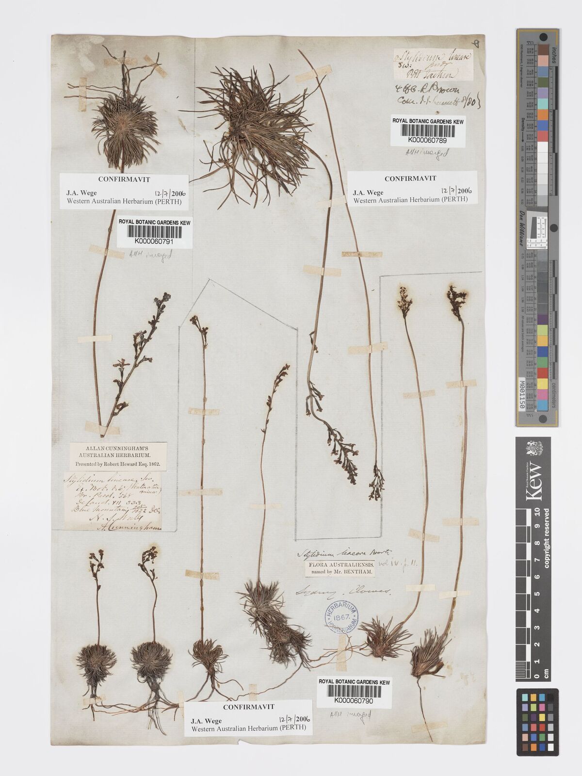 Kew Gardens K000060790:  Clowes [s.n.] Australia