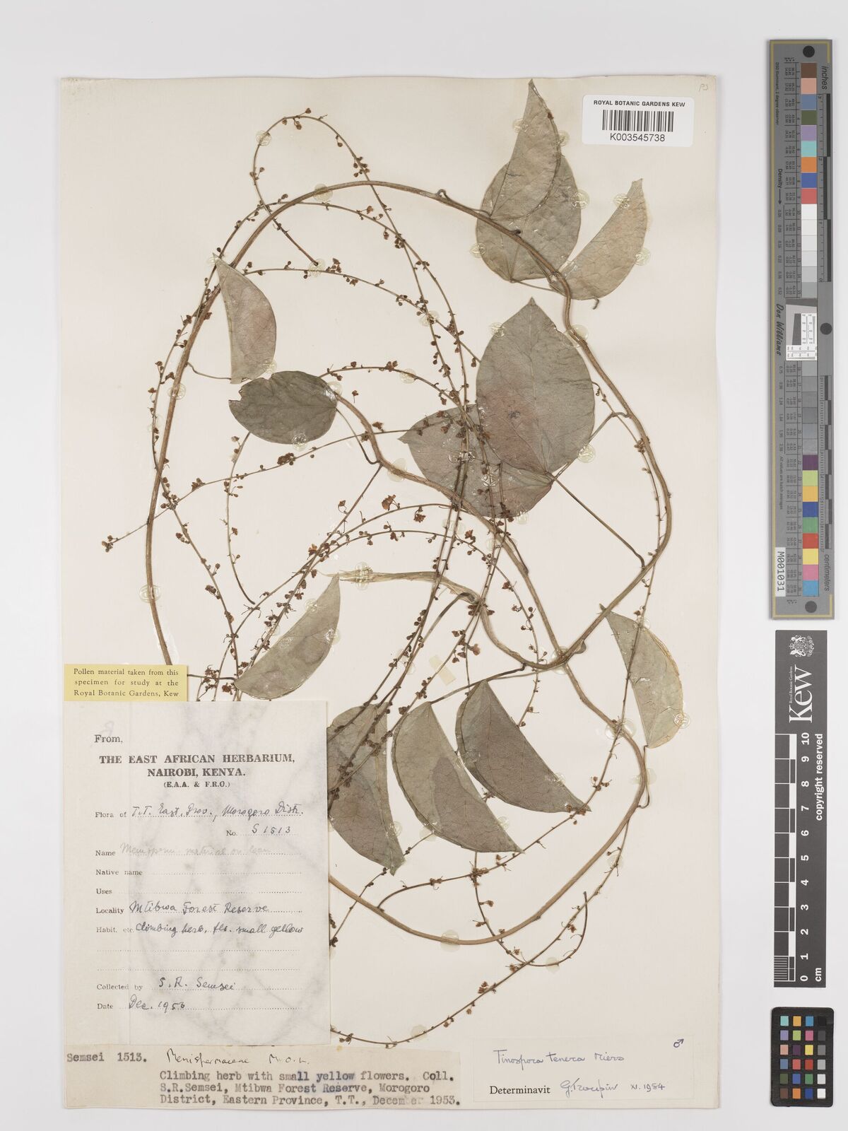 Tinospora tenera
