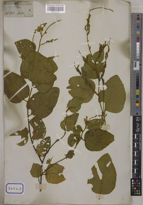 Kew Gardens K001121787:  s.coll. [Cat. no. 5692]