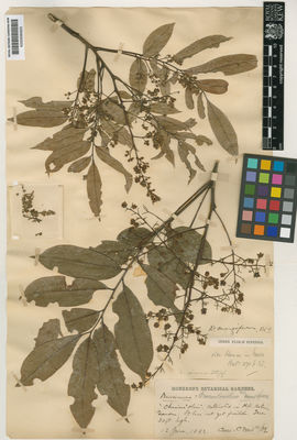 Kew Gardens K000695625:  Ford, C. [s.n.] Hong Kong