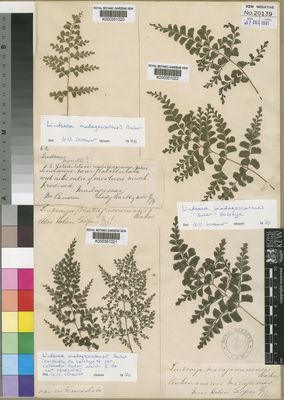 Kew Gardens K000351022:  Gilpin, H. [s.n.] Madagascar