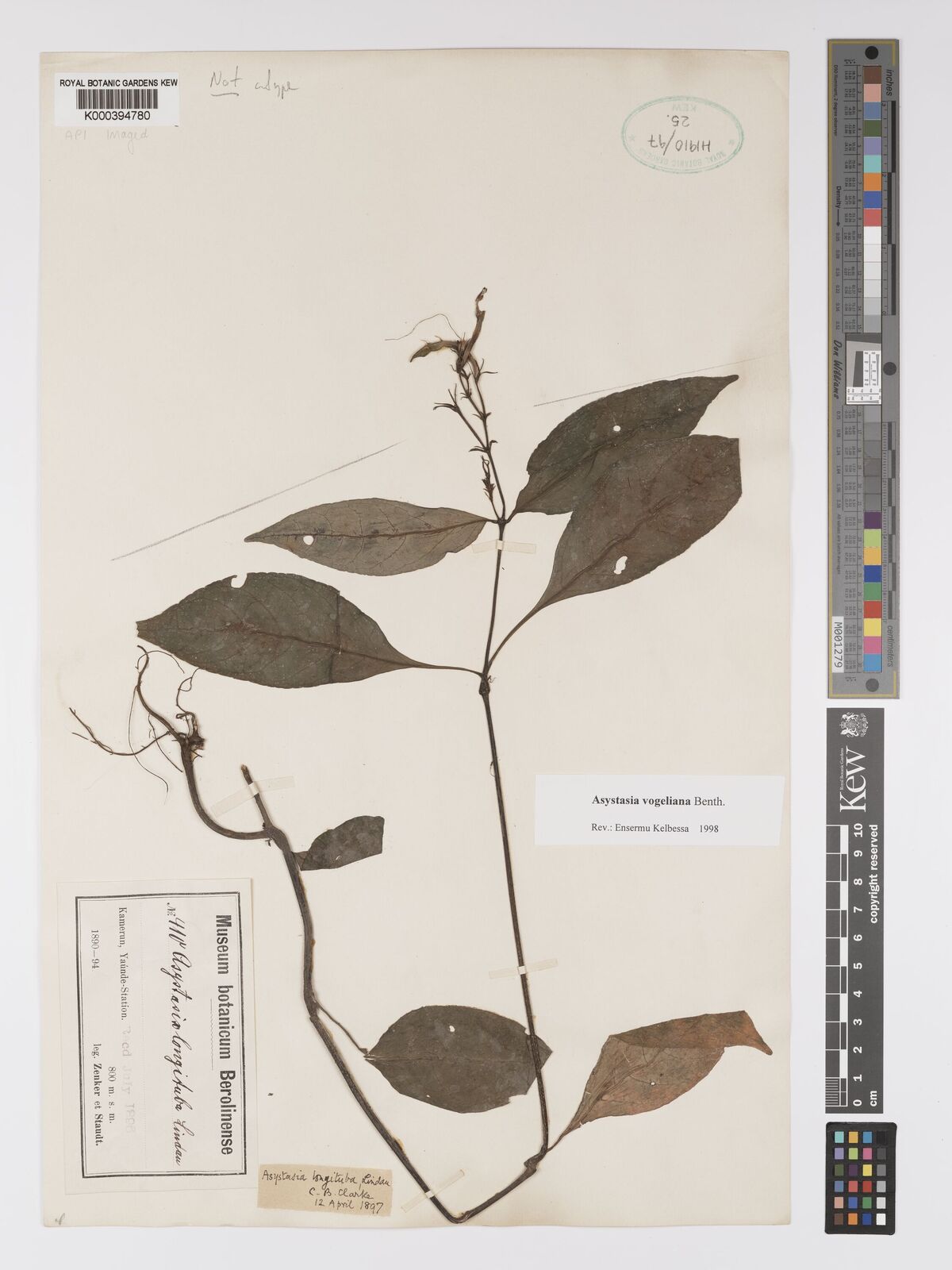 Kew Gardens K000394780:  Zenker; Staudt. [410] Cameroon