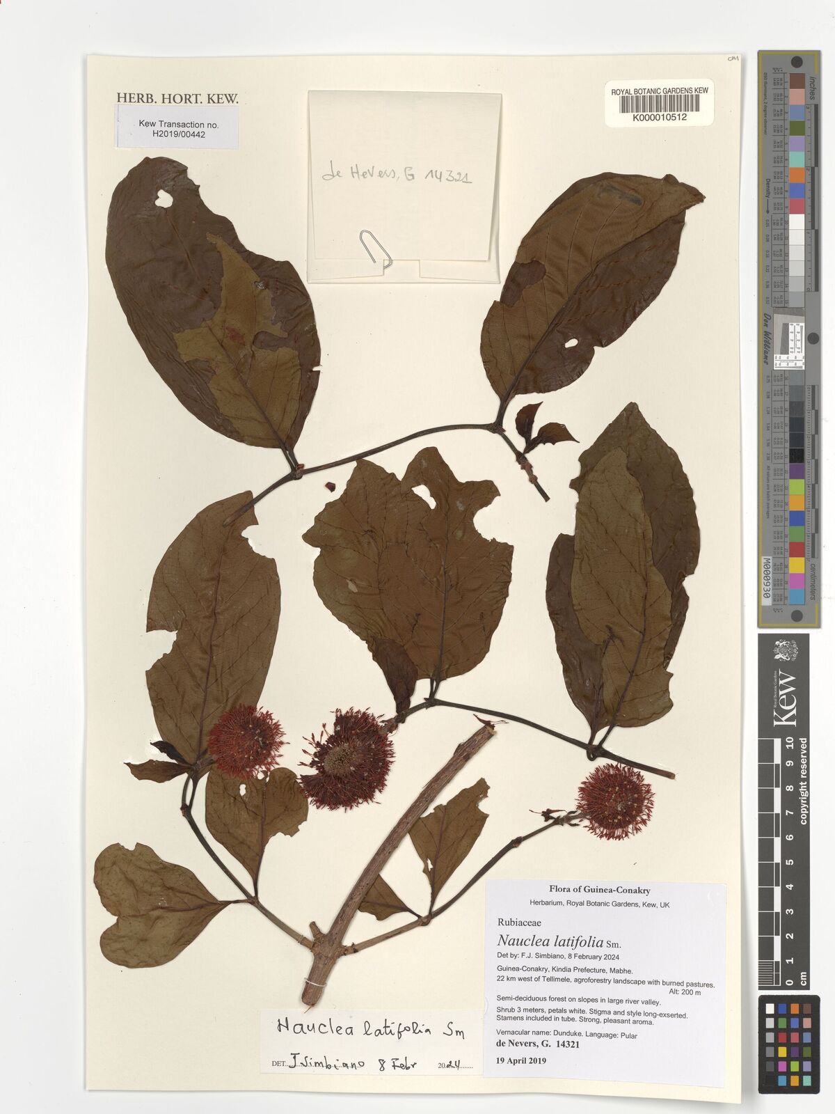Nauclea Latifolia Sm Plants Of The World Online Kew Science