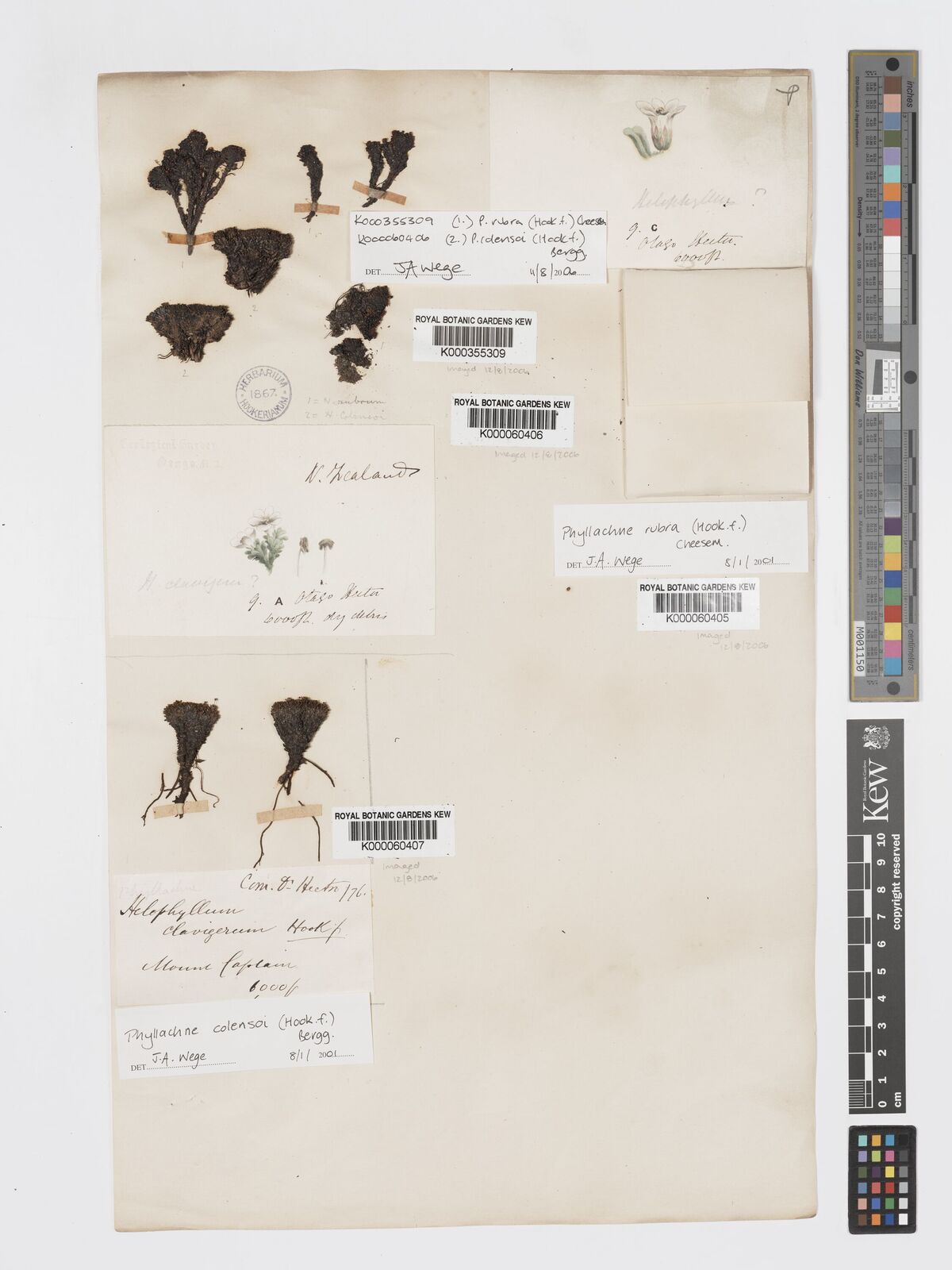 Kew Gardens K000060407:  Hector, J. [s.n.] New Zealand