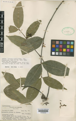 Kew Gardens K000582540:  s.coll. [5994] Brazil