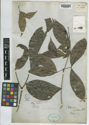 Kew Gardens K000791235:  s.coll. [5273] Bangladesh