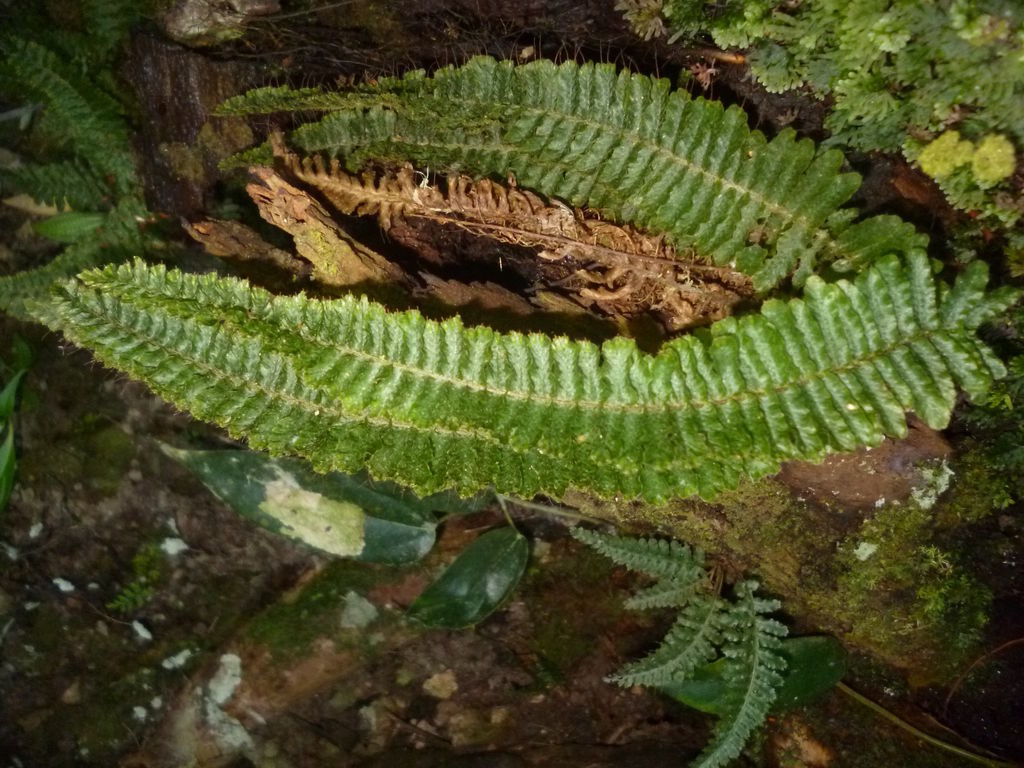 © copyright of the Board of Trustees of the Royal Botanic Gardens, Kew.