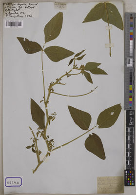 Kew Gardens K001121172:  s.coll. [Cat. no. 5529]