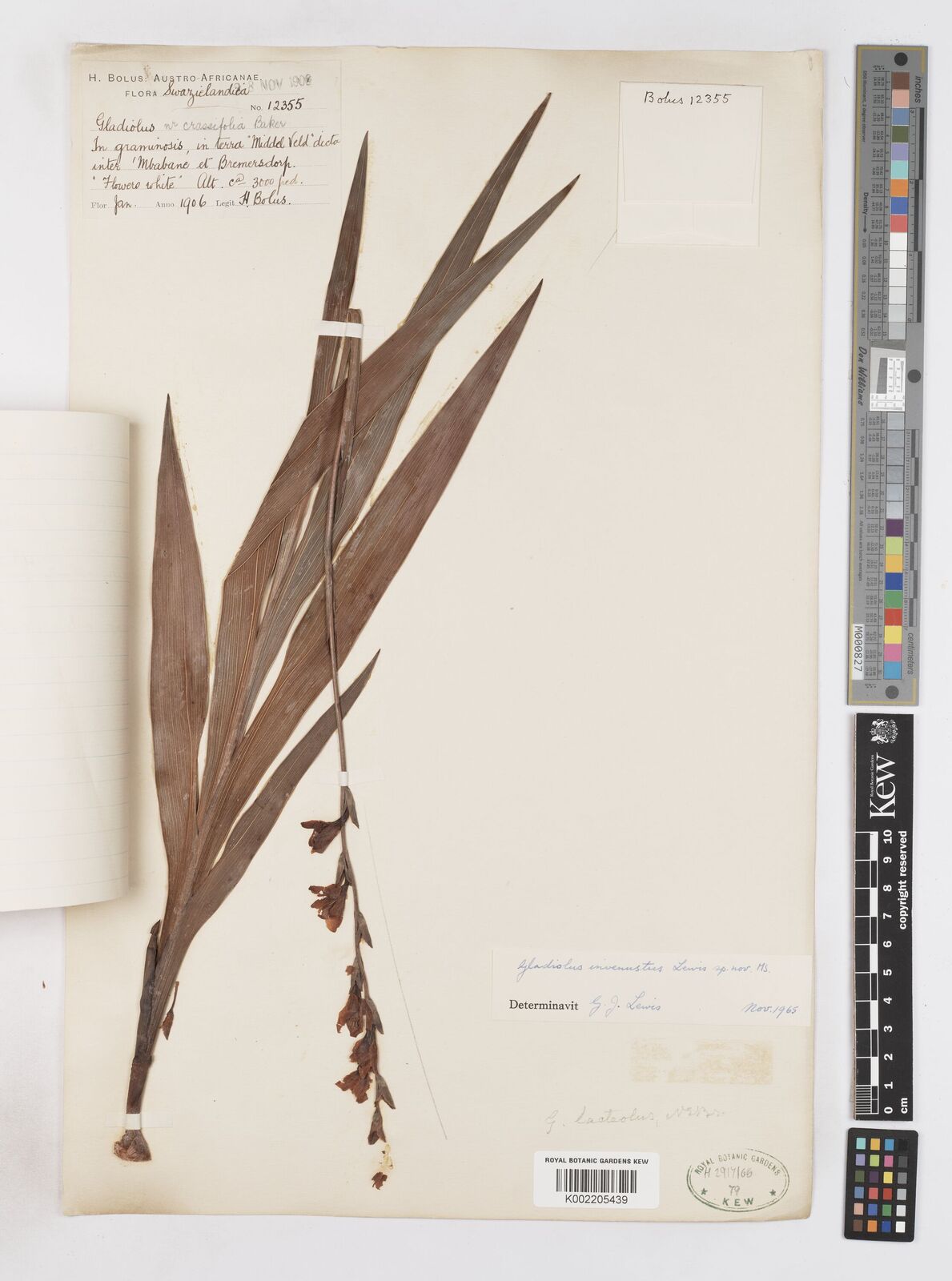 Gladiolus densiflorus Baker | Plants of the World Online | Kew Science