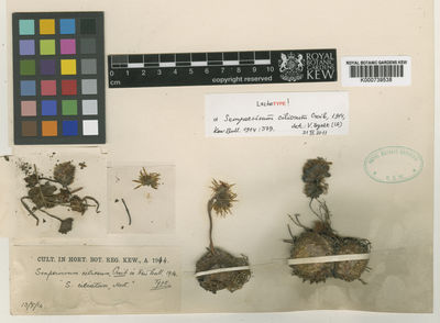 Kew Gardens K000739538:  s.coll. [s.n.]