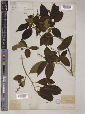Kew Gardens K000246845:  Hooker, J.D.; Thomson, T. [s.n] India