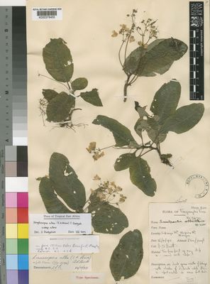 Kew Gardens K000378455:  Burtt, B.D. [3470] Tanzania