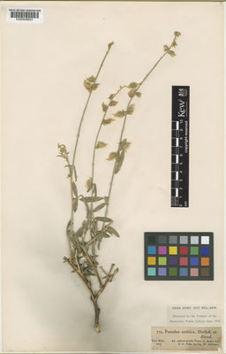 Kew Gardens K000848853:  Schimper, W. [775]