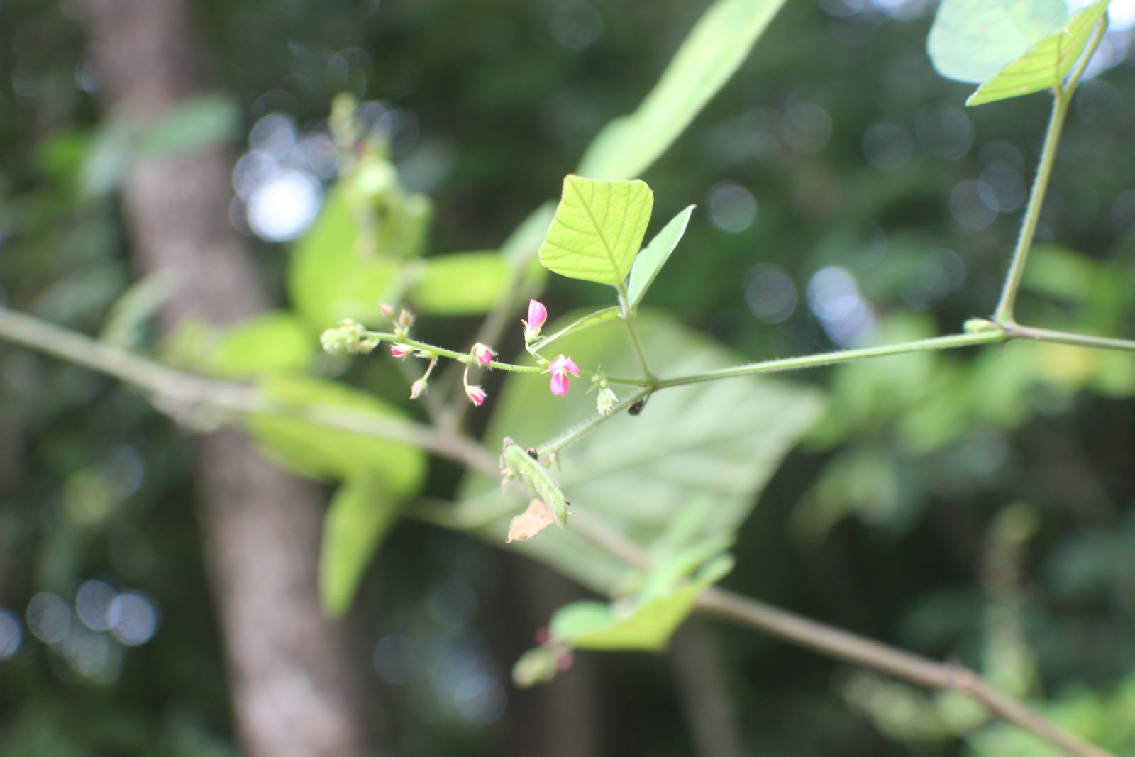 Pseudarthria viscida (L.) Wight & Arn. | Plants of the World Online ...