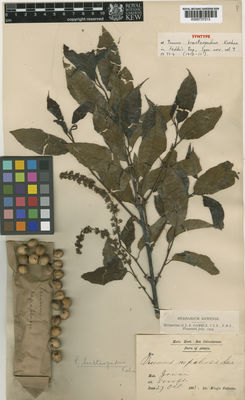 Kew Gardens K000737213:  Dr. King's Collector [s.n.] India