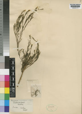 Kew Gardens K000431771:  Rogers, F., A. [24973] South Africa