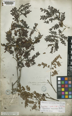 Kew Gardens K000297455:  s.coll. [68] Brazil