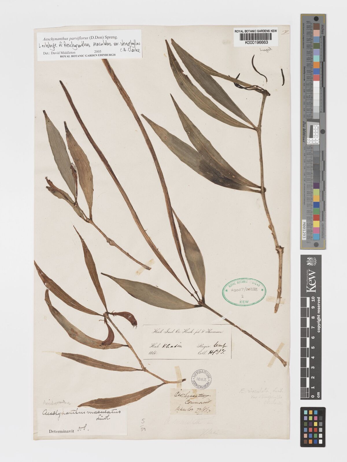 Kew Gardens K000196663:  Hooker, J.D.; Thomson, T. [s.n.] India