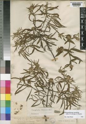 Kew Gardens K000347267:  Baikie, W.B. [s.n.] Nigeria