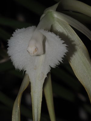 Brassavola Appendiculata A.Rich. & Galeotti | Plants Of The World ...