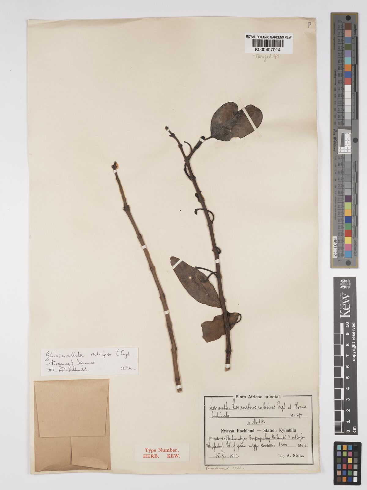 Kew Gardens K000407014:  Stolz, A. [1614] Tanzania