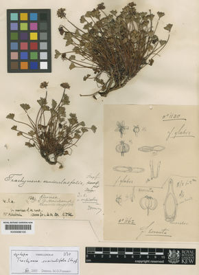 Kew Gardens K000686100:  Haviland, G.D. [1130] Malaysia