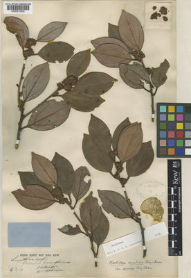 Kew Gardens K000815500:  Robinson, H.C. [s.n.] Malaysia