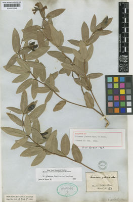 Kew Gardens K000530048:  s.coll. [1131] Brazil