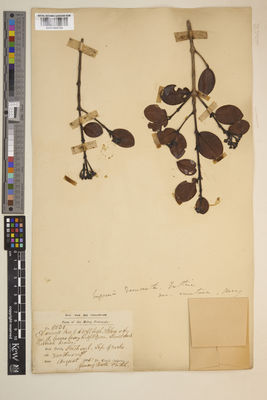 Kew Gardens K001005735:  Dr. King's Collector [8030]