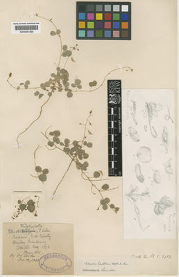 Kew Gardens K000661886:  Cooke, T. [s.n.] India