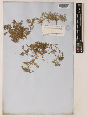 Kew Gardens K000511731:  Bourgeau, E. [1144] Spain