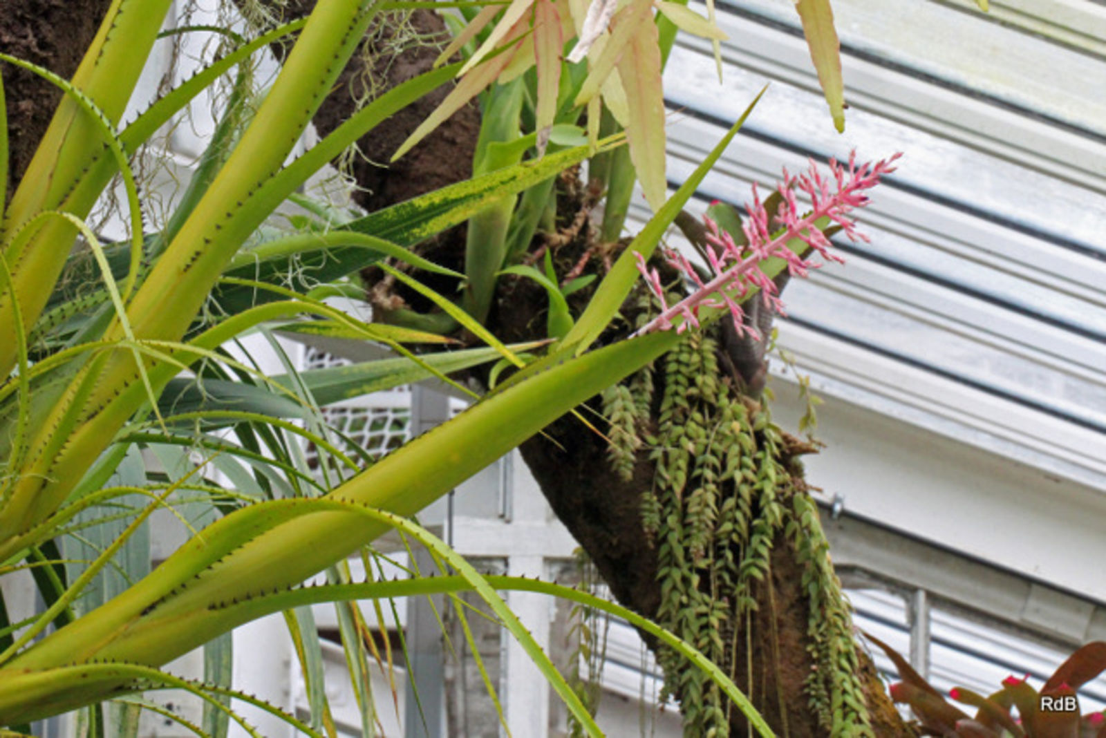 Aechmea Purpureorosea (Hook.) Wawra | Plants Of The World Online | Kew ...