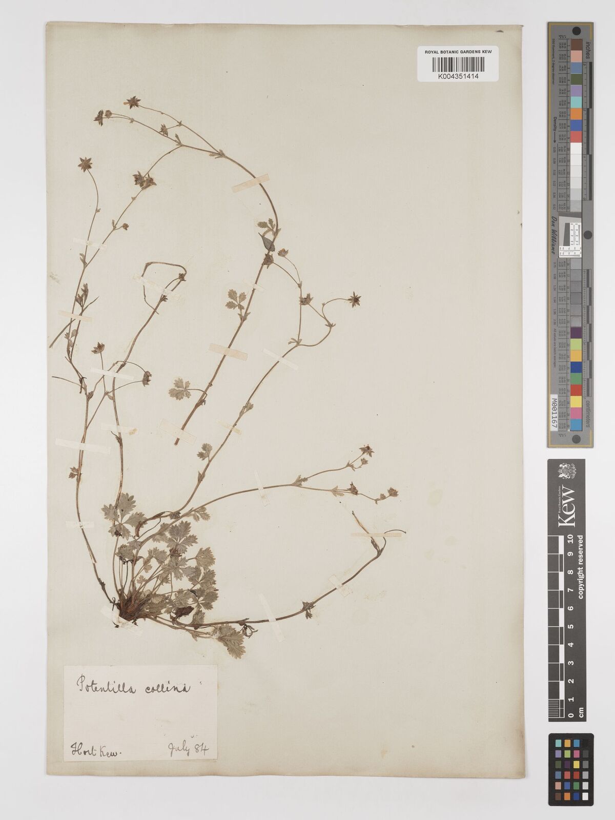 Potentilla collina