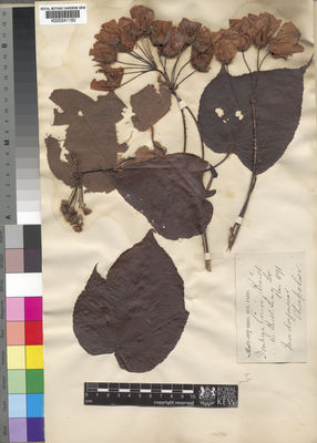 Kew Gardens K000241150:  Chapelier [s.n.] Madagascar