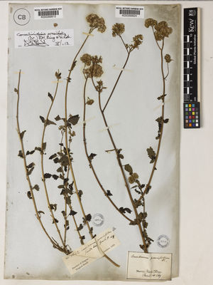 Kew Gardens K000069924:  s.coll. [669] Brazil