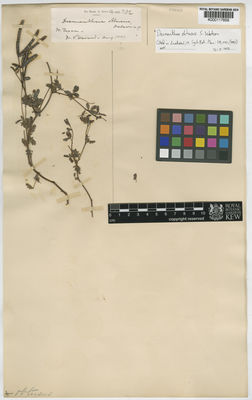 Kew Gardens K000117859:  Havard, V. [s.n.] United States