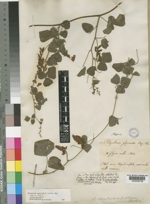 Kew Gardens K000263728:  Bojer [s.n.] Tanzania