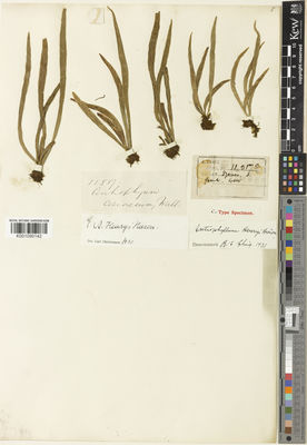 Antrophyum Kaulf. | Plants of the World Online | Kew Science