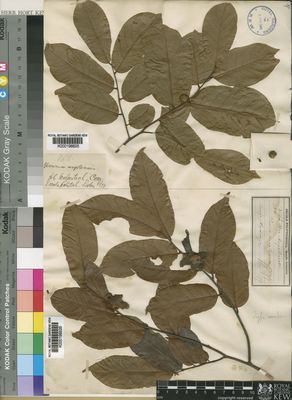 Kew Gardens K000198826:  Welw. [754] Angola