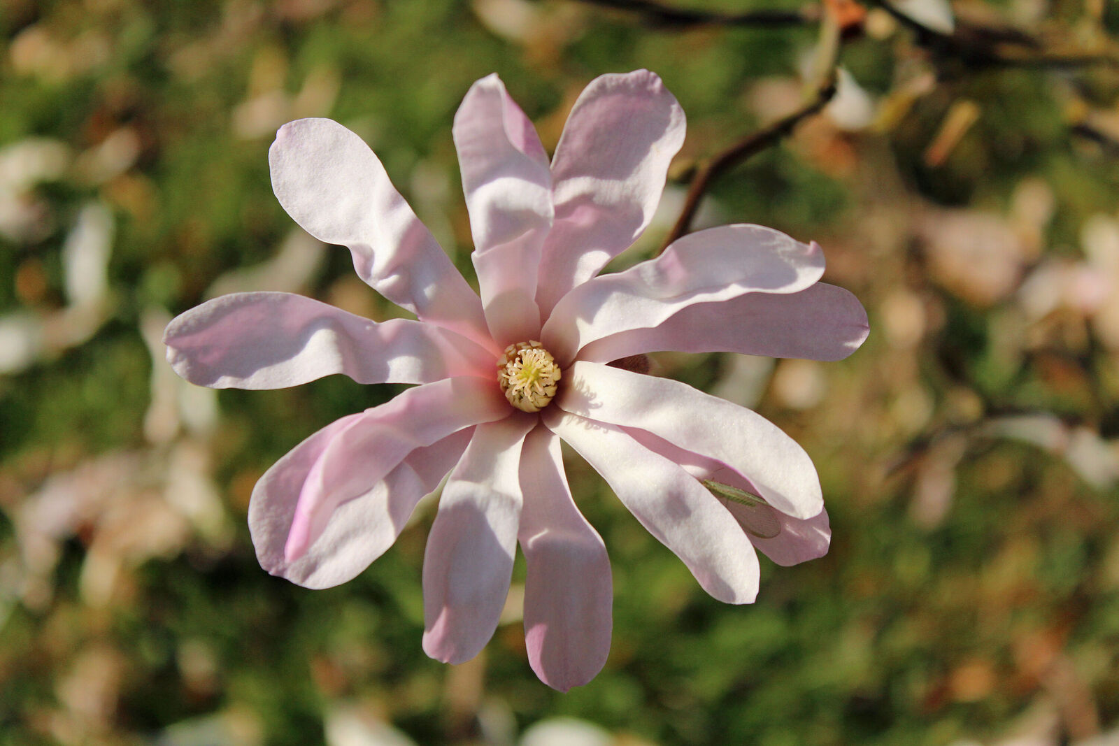 Magnolia × loebneri