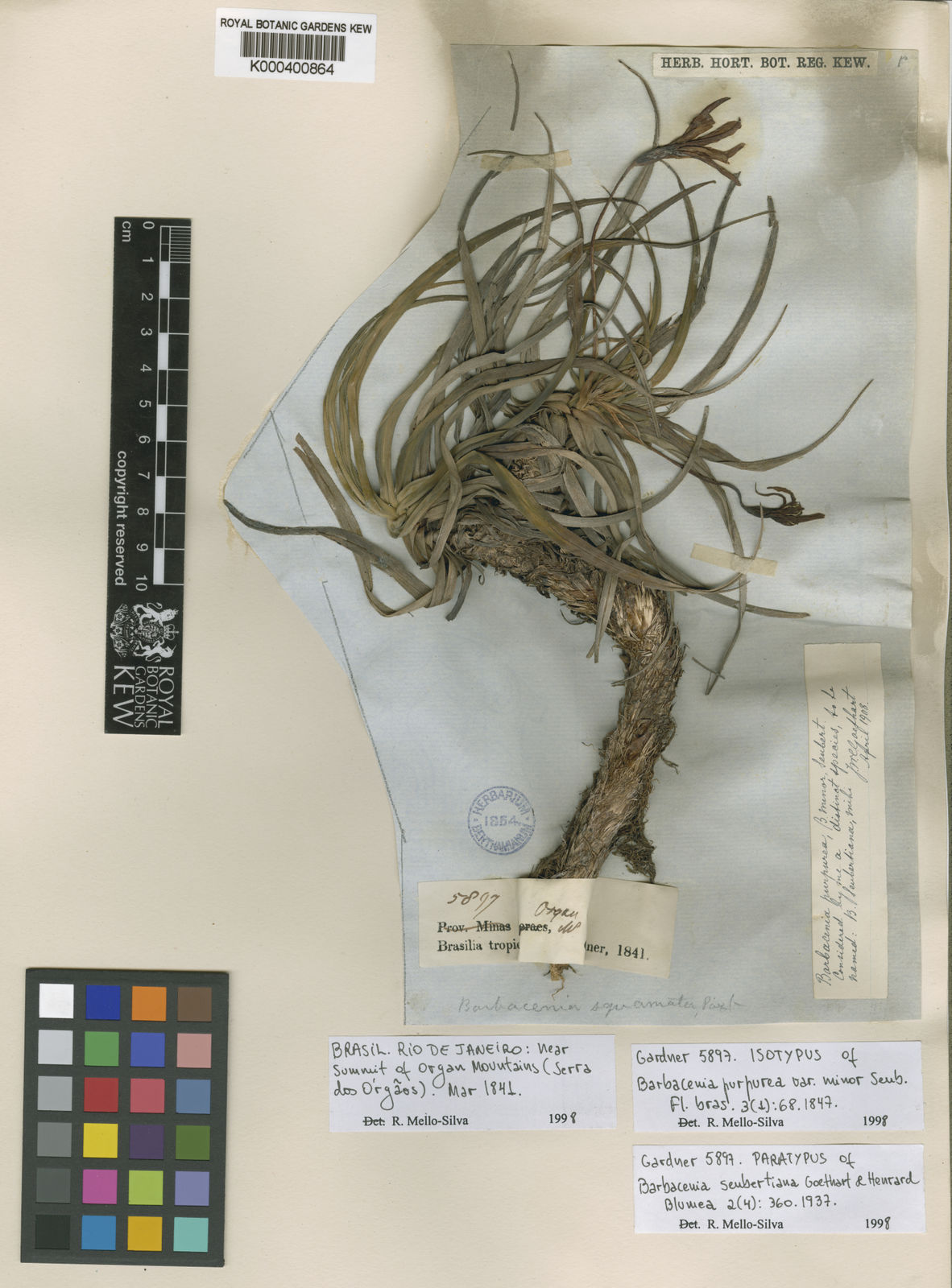 Barbacenia Squamata Herb. | Plants Of The World Online | Kew Science