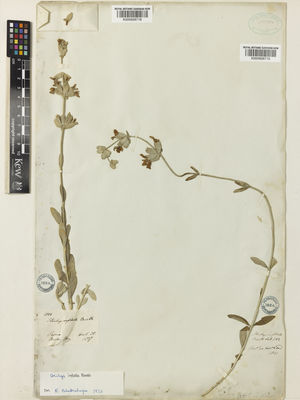 Kew Gardens K000928718:  Aucher-Eloy, P.M.R. [1806] Iran