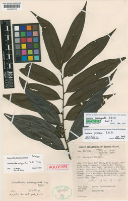 Kew Gardens K000582103:  Fanshawe, D.B. [738] Guyana