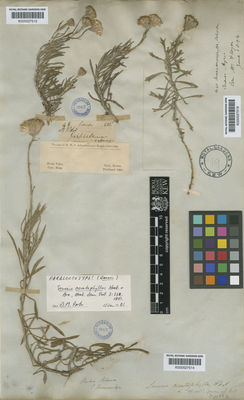 Kew Gardens K000527516:  s.coll. [40] Argentina