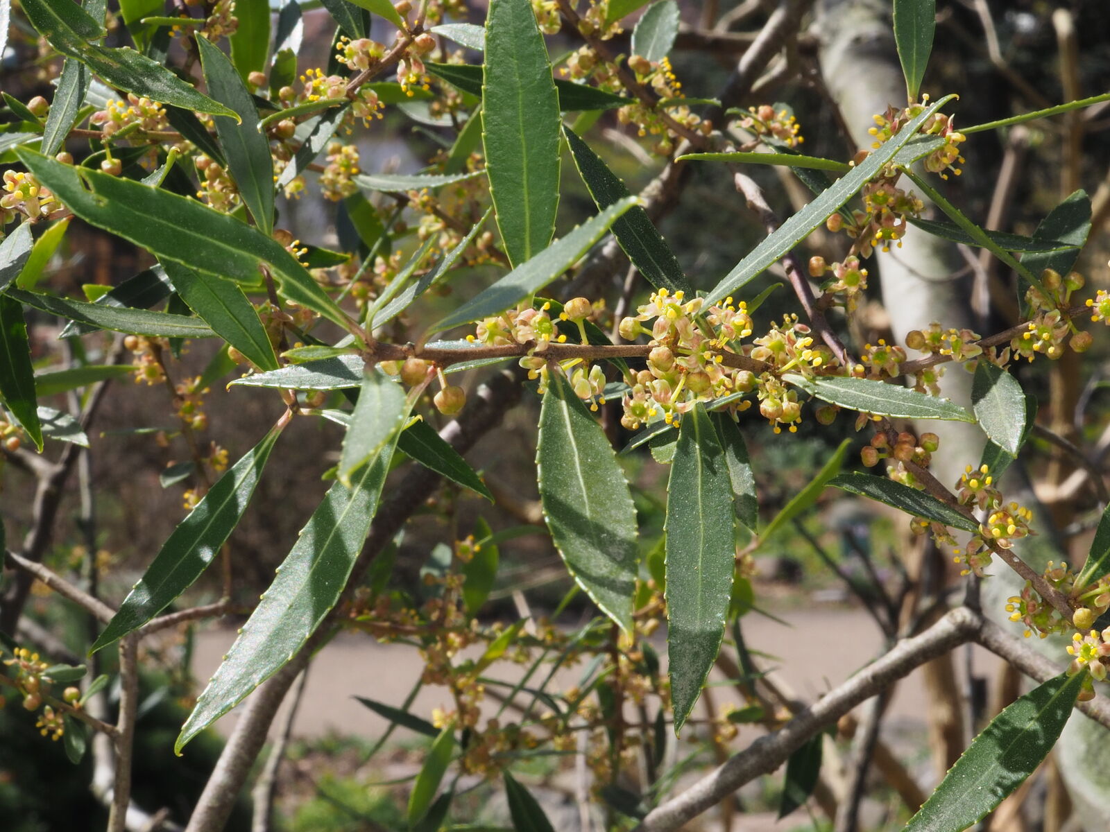 Maytenus boaria Molina | Plants of the World Online | Kew Science