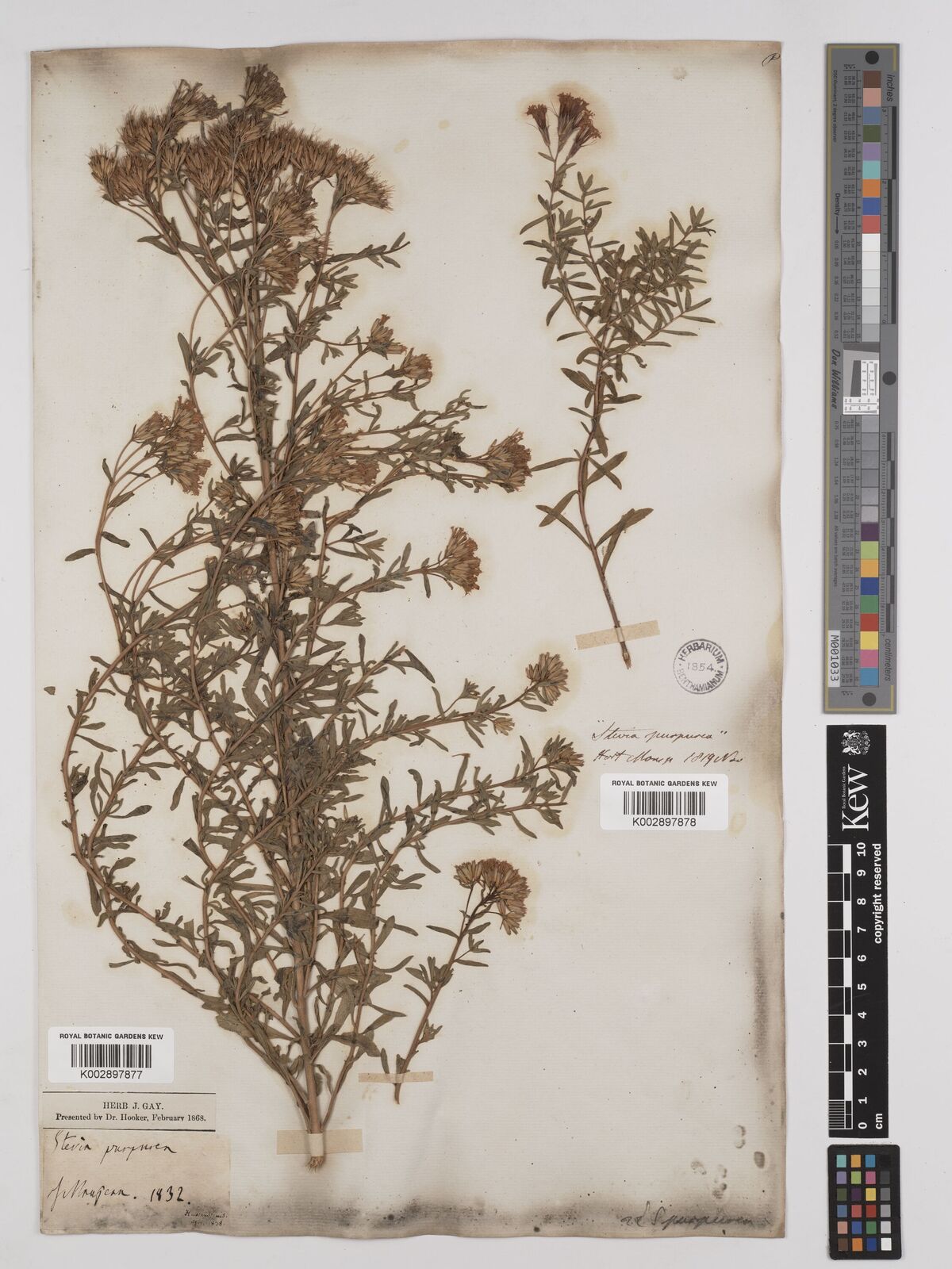 Stevia eupatoria