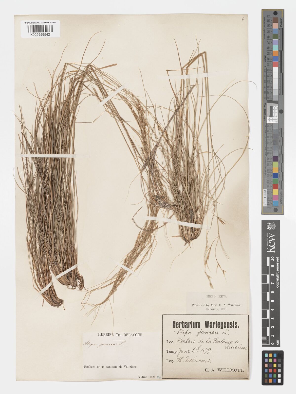 Stipa juncea