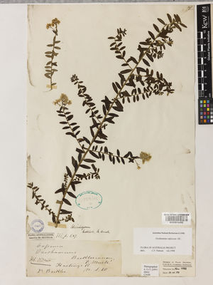 Kew Gardens K000910453:  Beckler, H. [s.n.] Australia